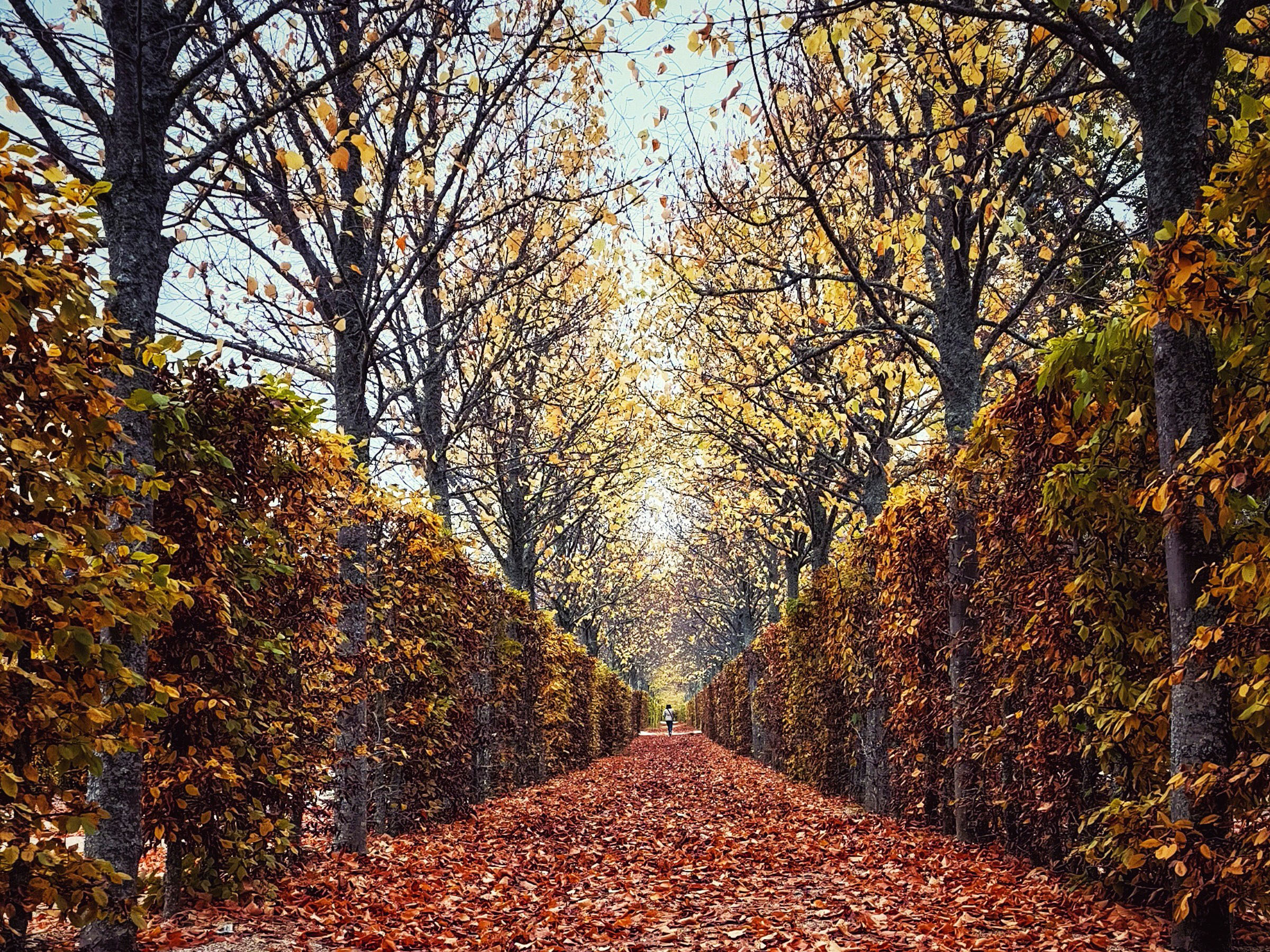 José Carlos López - Paseo Otoñal