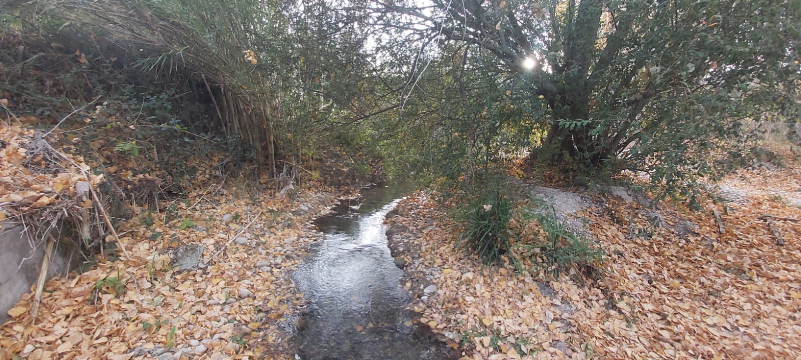 Miguel Ángel Bernal - Otoño