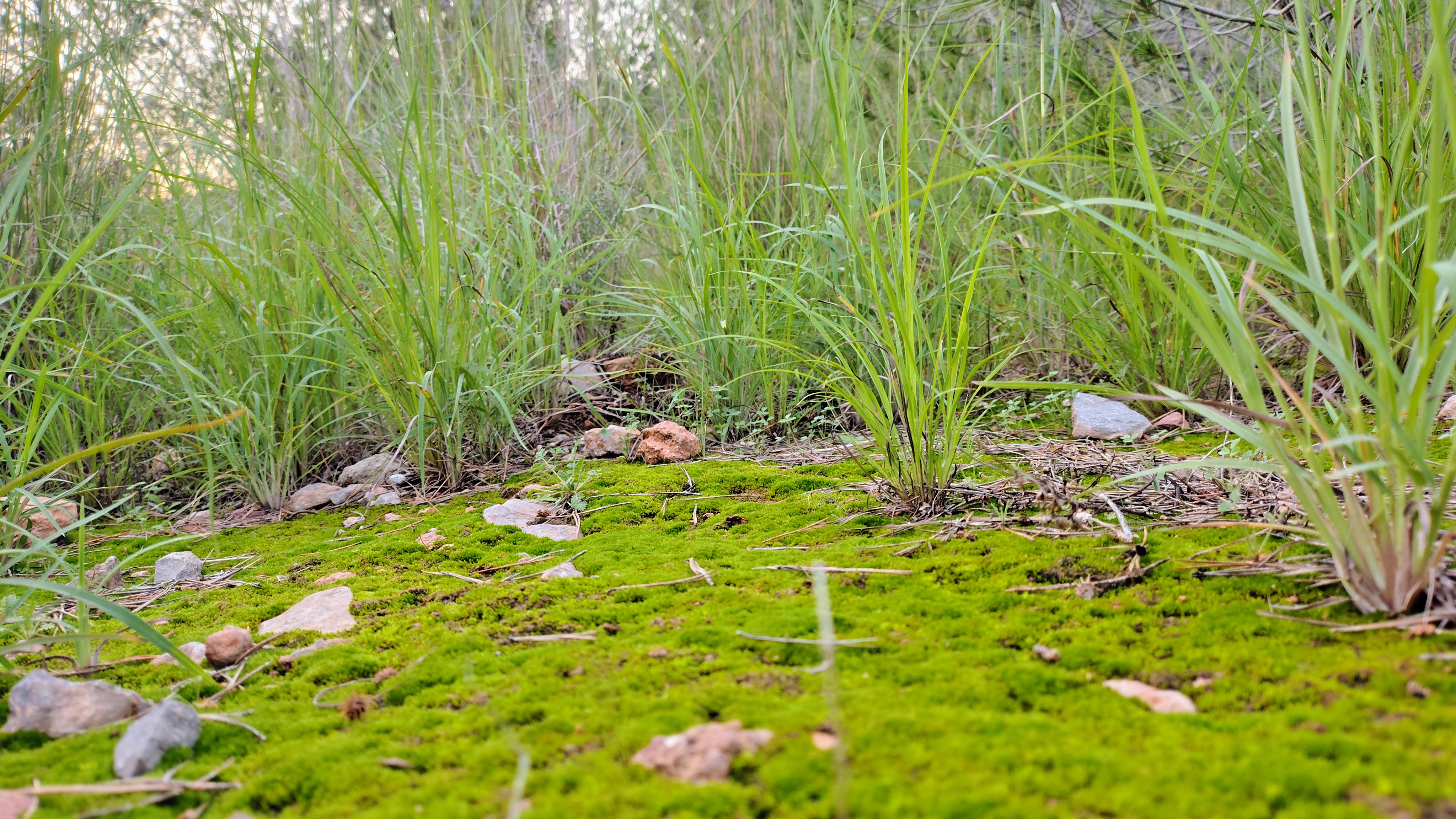 Miguel Ángel Jiménez - Naturaleza viva