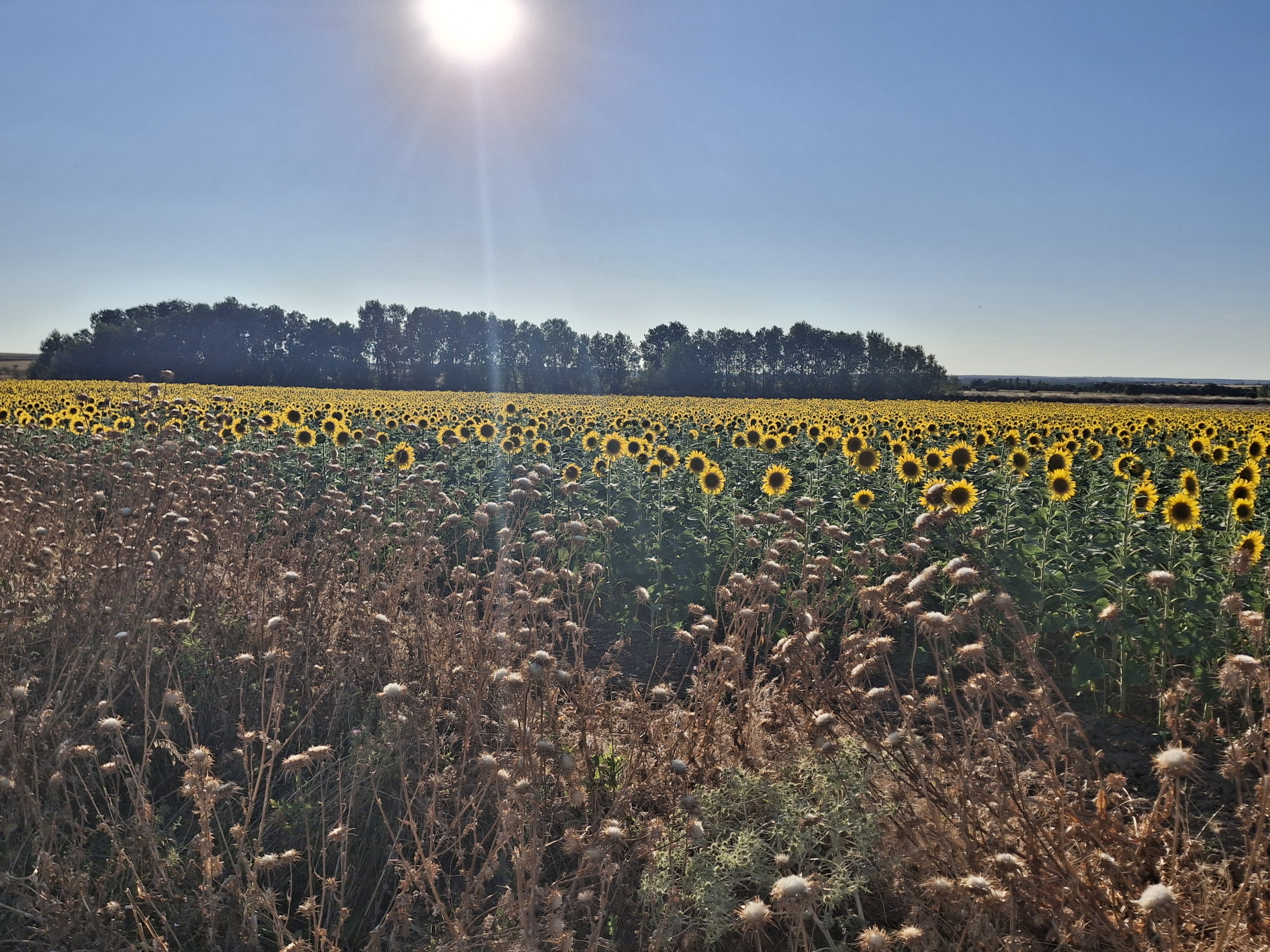 Mikel Bakaikoa - Molares del Vino